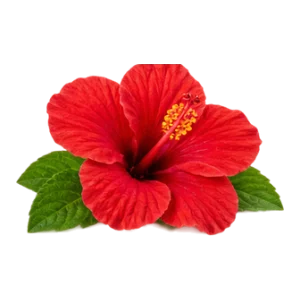 Ekstrakt z hibiskusa